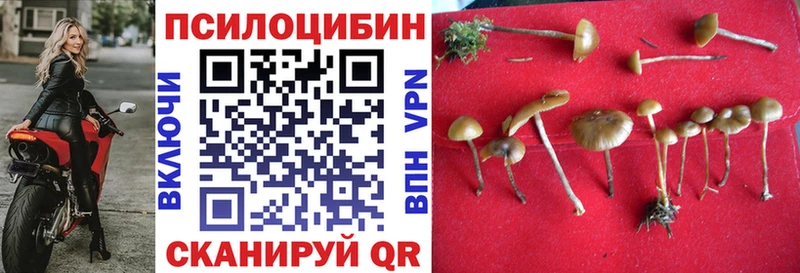 Галлюциногенные грибы Psilocybe  Кукмор 